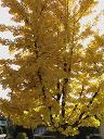 Ginkgo Biloba