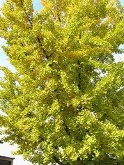 Ginkgo Biloba - Heilpraktikerin Gabriele Landwerlin  ~  Freiburg