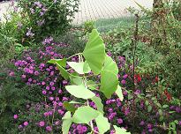 Heilpraktikerin Gabriele Landwerlin  ~  Freiburg - Ginkgo Biloba